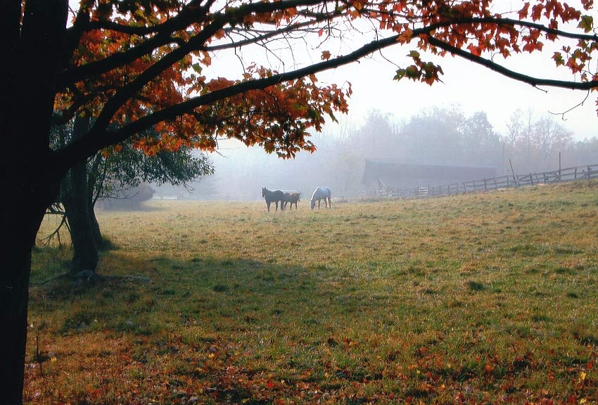 About Daisy Field Farm Pocono Horseback Riding, Trail Rides
