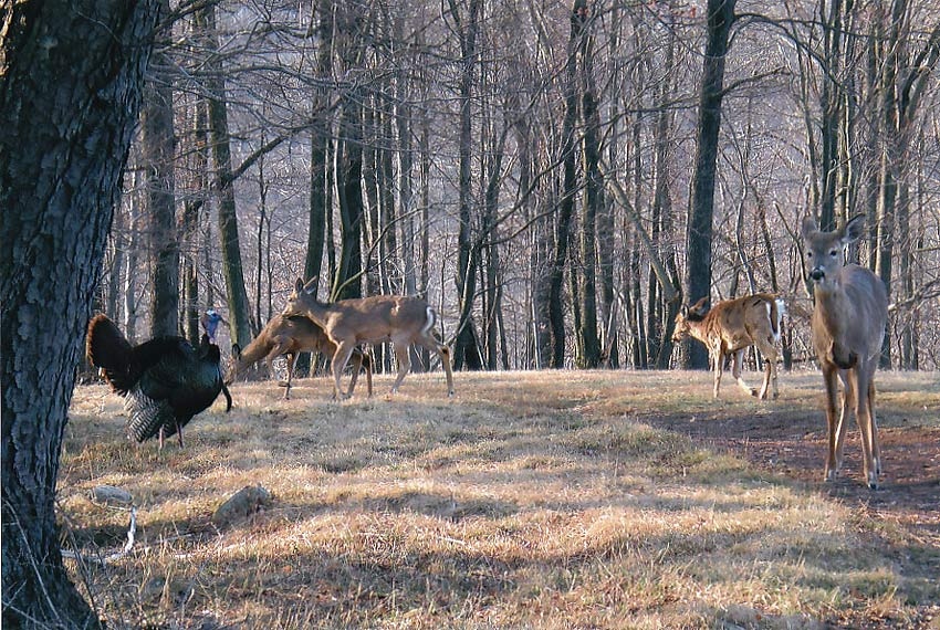 About Daisy Field Farm Pocono Horseback Riding, Trail Rides
