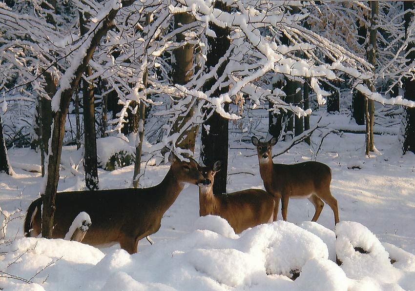 About Daisy Field Farm Pocono Horseback Riding, Trail Rides