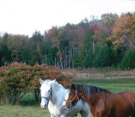 Our Horses