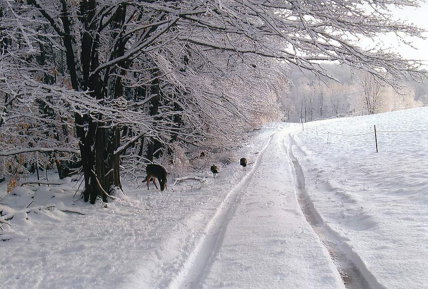 About Daisy Field Farm Pocono Horseback Riding, Trail Rides