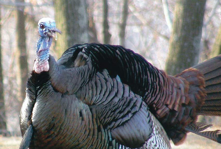 About Daisy Field Farm Pocono Horseback Riding, Trail Rides