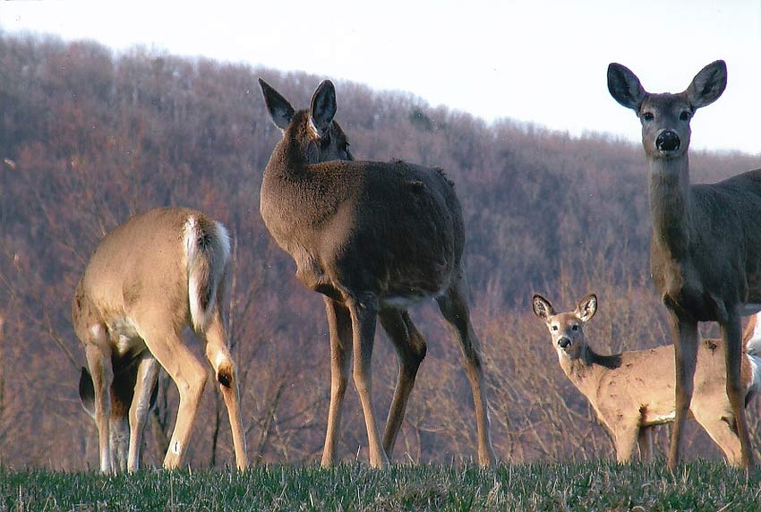 About Daisy Field Farm Pocono Horseback Riding, Trail Rides